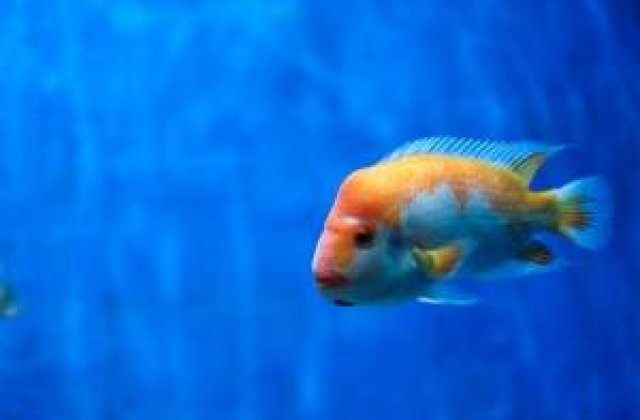 Ce animale au companiile in birouri?