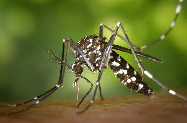 INSP: 11 cazuri de infectare cu virusul West Nile si 2 decese