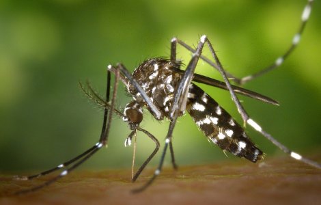 INSP: 11 cazuri de infectare cu virusul West Nile si 2 decese