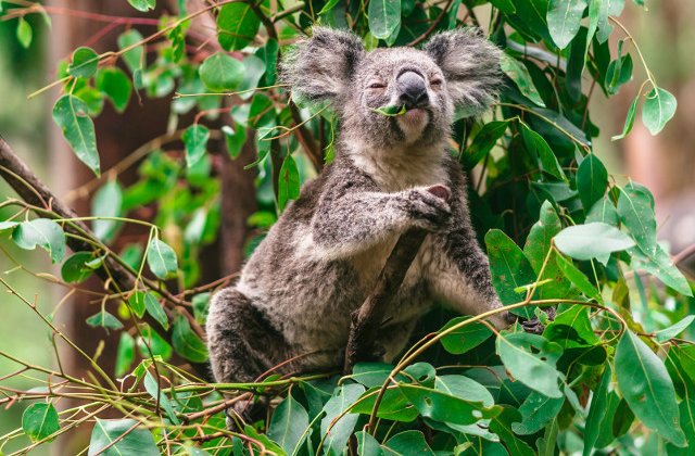 Viata in salbaticie: 15+ fotografii impresionante cu animale suprinse in habitatul lor natural