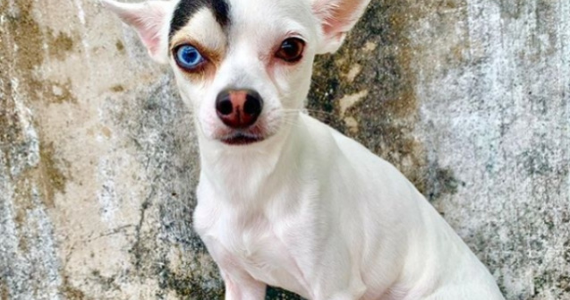 Infatisarea atipica a facut un caine vedeta pe Instagram