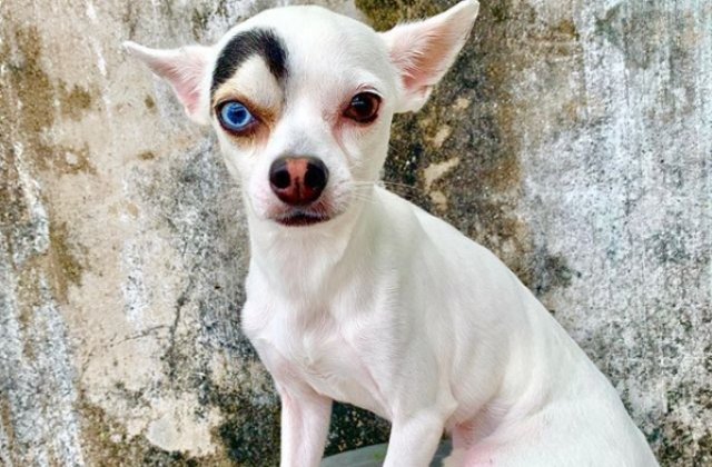 Infatisarea atipica a facut un caine vedeta pe Instagram