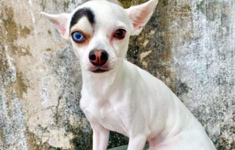 Infatisarea atipica a facut un caine vedeta pe Instagram