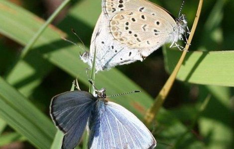 Efectele dezastrului de la Fukushima: Au aparut animale mutante