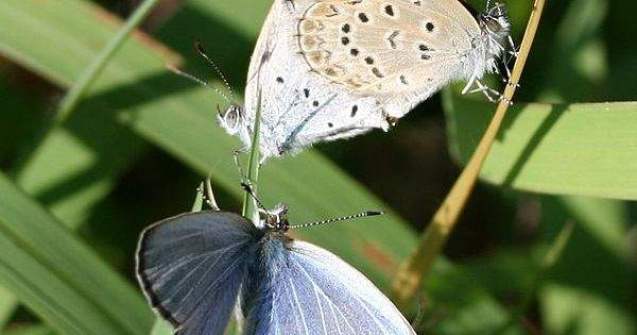Efectele dezastrului de la Fukushima: Au aparut animale mutante