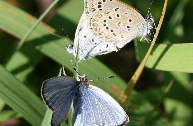 Efectele dezastrului de la Fukushima: Au aparut animale mutante