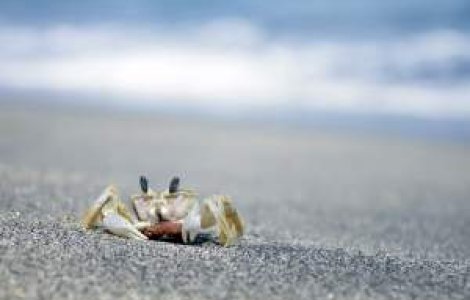 Plaje de vis, pe final de sezon