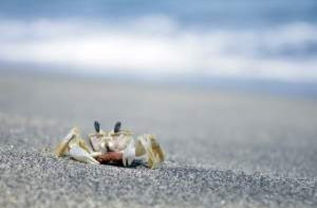 Plaje de vis, pe final de sezon