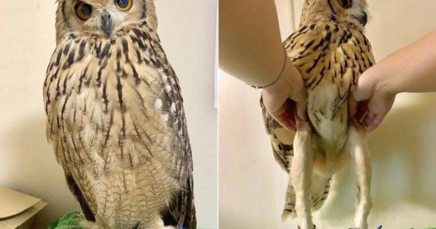  Top  15 imagini cu animalute adorabile, care iti vor face ziua mai frumoasa