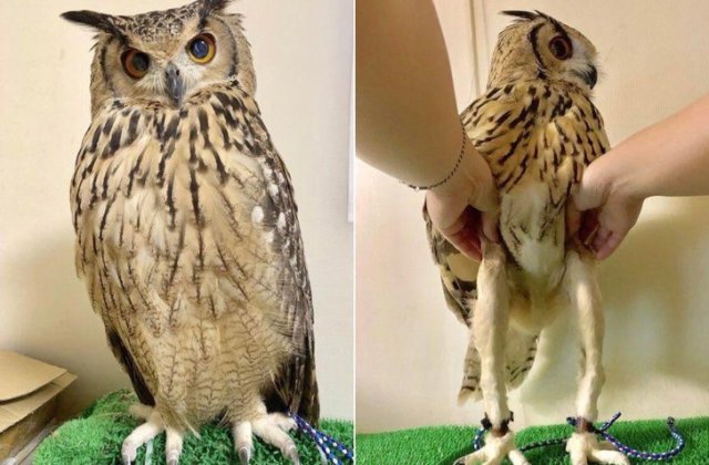 15 imagini cu animalute adorabile, care iti vor face ziua mai frumoasa