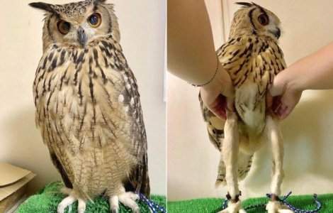  Top  15 imagini cu animalute adorabile, care iti vor face ziua mai frumoasa