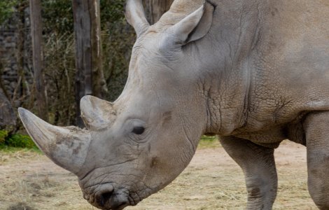 Doi vizitatori si-au scris cu unghiile numele pe spatele unui rinocer dintr-o gradina zoologica/ FOTO