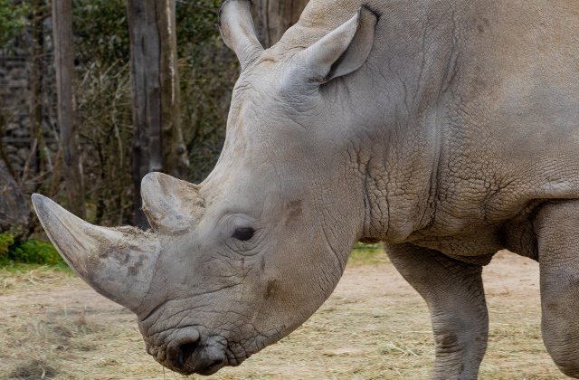 Doi vizitatori si-au scris cu unghiile numele pe spatele unui rinocer dintr-o gradina zoologica/ FOTO