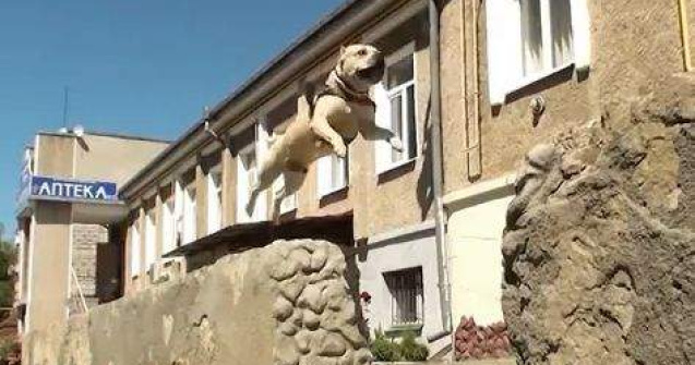  Video  Toti cateii ajung in Rai, dar doar unul este specialist Parkour