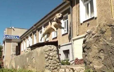  Video  Toti cateii ajung in Rai, dar doar unul este specialist Parkour