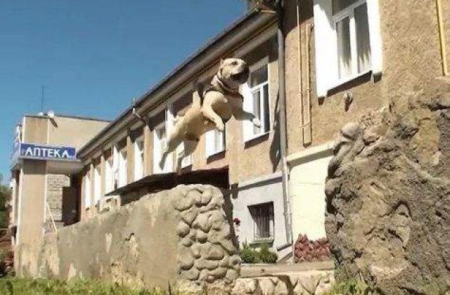 [VIDEO] Toti cateii ajung in Rai, dar doar unul este specialist Parkour