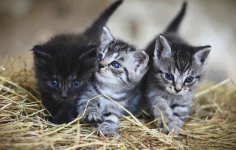  Top  9 cele mai mici rase de pisici. Nu cantaresc mai mult de 5 kilograme