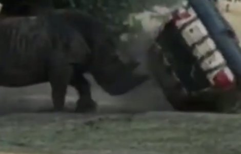 Un rinocer a distrus masina unui angajat de la un parc de animale / VIDEO