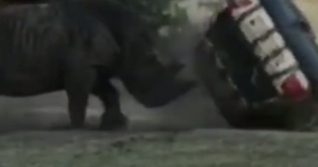 Un rinocer a atacat masina unui membru de personal al unui parc /VIDEO