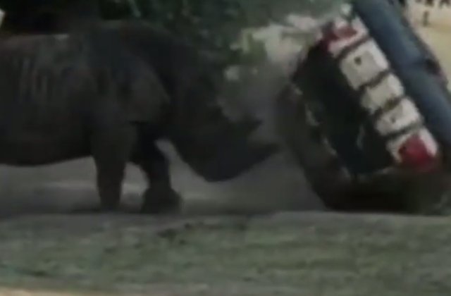 Un rinocer a distrus masina unui angajat de la un parc de animale / VIDEO