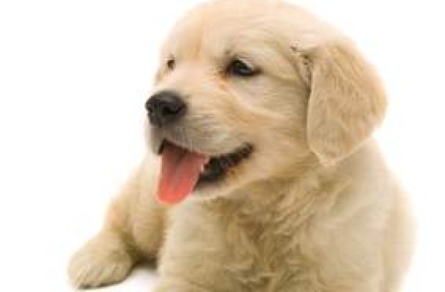 Prima banca de sange pentru... caini