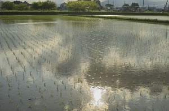 Record mondial: Doua hectare de orez plantate in mai putin de 20 de minute