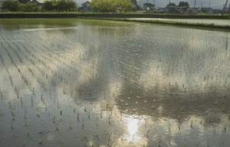 Record mondial: Doua hectare de orez plantate in mai putin de 20 de minute