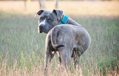Un barbat a fost amendat in Botosani, dupa ce cainele lui a atacat doi tineri intr-un parc