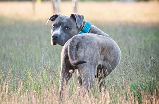 Un barbat a fost amendat in Botosani, dupa ce cainele lui a atacat doi tineri intr-un parc
