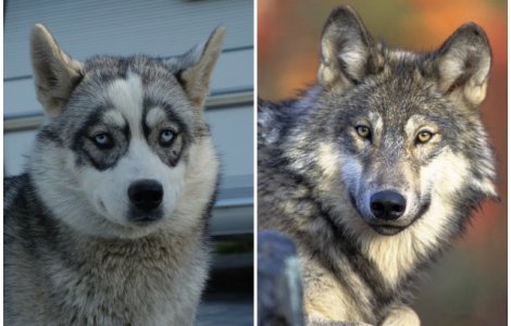  Top  7 animale de companie care s-au dovedit a fi, de fapt, salbatice