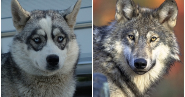  Top  7 animale de companie care s-au dovedit a fi, de fapt, salbatice