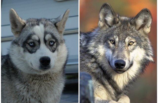 Povesti bizare: 7 cazuri in care oamenii au salvat sau si-au luat animale de companie care s-au dovedit a fi, de fapt, salbatice