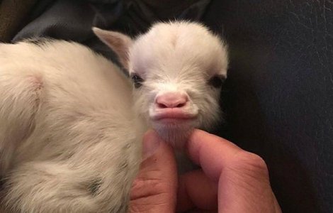  Top  15 fotografii care ilustreaza ca iezii nu sunt doar blanzi, ci si deosebit de expresivi