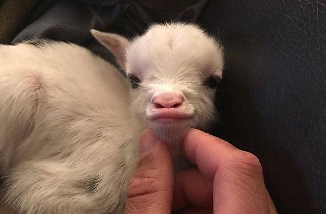 15 fotografii care ilustreaza ca iezii nu sunt doar blanzi, ci si deosebit de expresivi