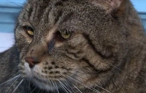O pisica ce cantareste peste 11 kilograme, adoptata dupa ce 3.000 de iubitori de animale si-au aratat interesul pentru felina/ VIDEO