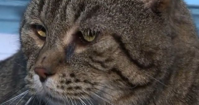 O pisica ce cantareste peste 11 kilograme, adoptata dupa ce 3.000 de iubitori de animale si-au aratat interesul pentru felina/ VIDEO