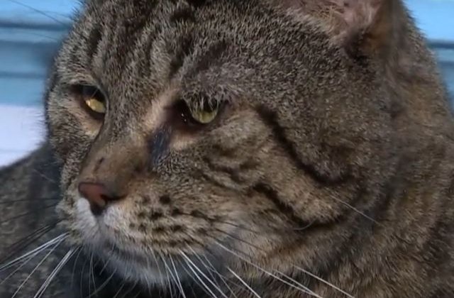 O pisica ce cantareste peste 11 kilograme, adoptata dupa ce 3.000 de iubitori de animale si-au aratat interesul pentru felina/ VIDEO