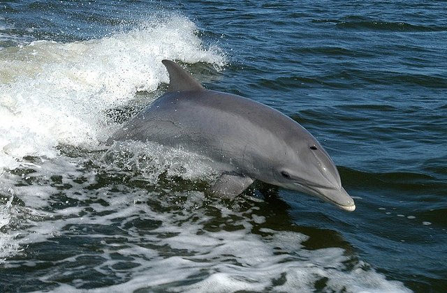 Cinci delfini, gasiti morti pe plajele turistice romanesti in ultima saptamana