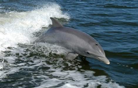 Cinci delfini, gasiti morti pe plajele turistice romanesti in ultima saptamana