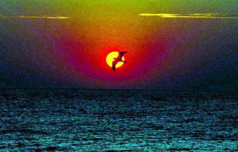 Dragostea de HAIKU, dragostea de Japonia la malul Marii Negre