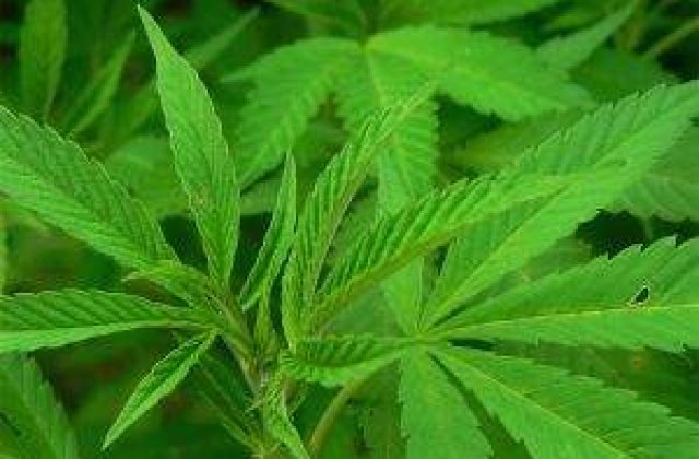 Peste 500 mii de plante de canabis, distruse in parcurile din SUA