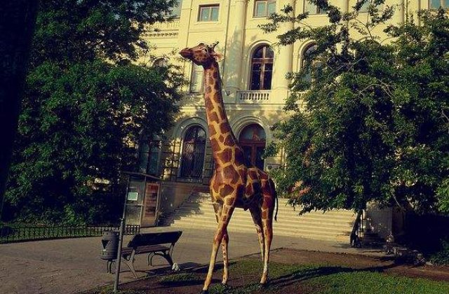 Girafa din fata Muzeului Antipa din Capitala a fost distrusa