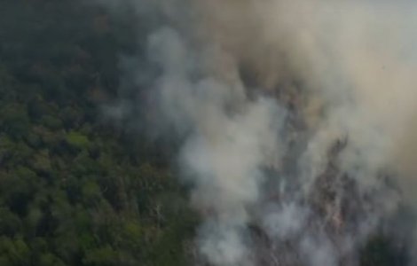 Revolut introduce posibilitatea de a dona direct din aplicatie pentru padurea amazoniana