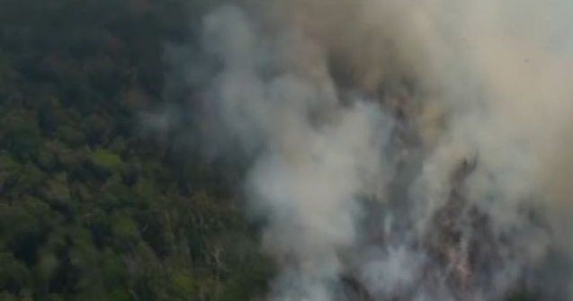 Revolut introduce posibilitatea de a dona direct din aplicatie pentru padurea amazoniana