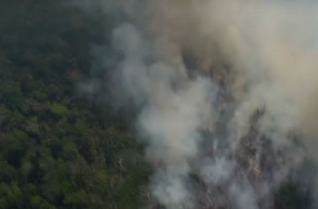 Revolut introduce posibilitatea de a dona direct din aplicatie pentru padurea amazoniana