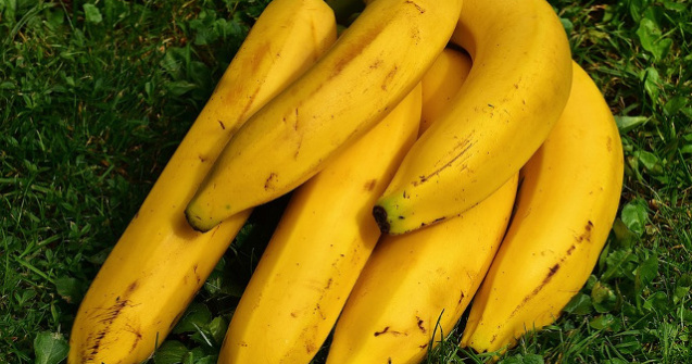 Studiu: Schimbarile climatice, o amenintare la adresa recoltelor de banane