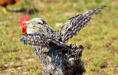 Un cocos agresiv a atacat si a ucis o batrana