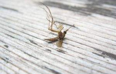 Victimele virusului West Nile in SUA: Zeci de morti, peste o mie de infestari