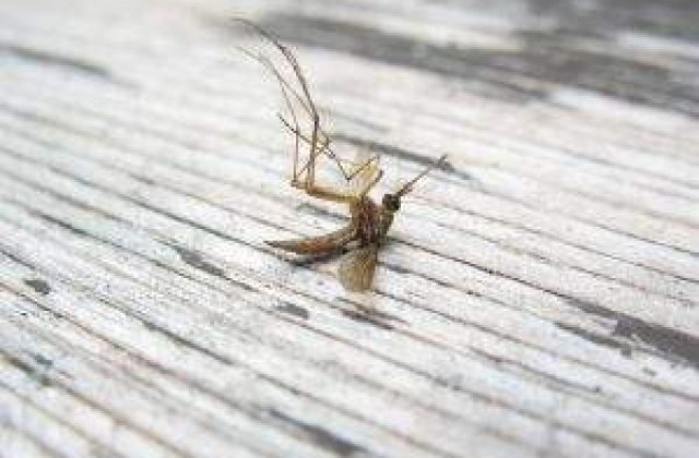 Victimele virusului West Nile in SUA: Zeci de morti, peste o mie de infestari