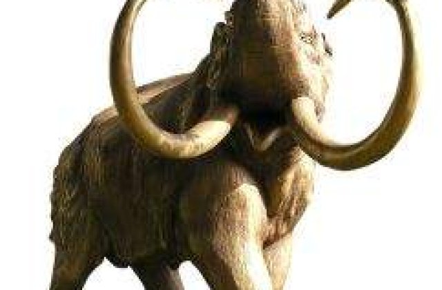 Colt de mamut vechi de 10 mii de ani, descoperit in Germania